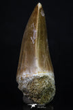 20204 - Well Preserved 2.14 Inch Mosasaur (Prognathodon anceps) Tooth