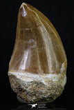 20204 - Well Preserved 2.14 Inch Mosasaur (Prognathodon anceps) Tooth