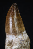 20206 - Top Huge Rooted 4.56 Inch Mosasaur (Prognathodon anceps) Tooth