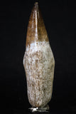 20206 - Top Huge Rooted 4.56 Inch Mosasaur (Prognathodon anceps) Tooth