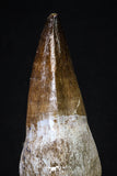 20206 - Top Huge Rooted 4.56 Inch Mosasaur (Prognathodon anceps) Tooth