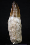 20206 - Top Huge Rooted 4.56 Inch Mosasaur (Prognathodon anceps) Tooth