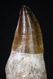 20206 - Top Huge Rooted 4.56 Inch Mosasaur (Prognathodon anceps) Tooth