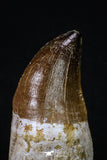 20208 - Top Huge Rooted 3.74 Inch Mosasaur (Prognathodon anceps) Tooth