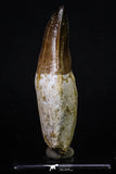 20208 - Top Huge Rooted 3.74 Inch Mosasaur (Prognathodon anceps) Tooth