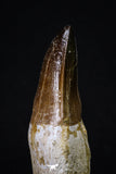 20208 - Top Huge Rooted 3.74 Inch Mosasaur (Prognathodon anceps) Tooth