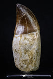 20208 - Top Huge Rooted 3.74 Inch Mosasaur (Prognathodon anceps) Tooth