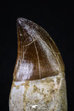 20208 - Top Huge Rooted 3.74 Inch Mosasaur (Prognathodon anceps) Tooth