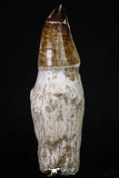 20210 - Top Huge Rooted 5.48 Inch Mosasaur (Prognathodon anceps) Tooth