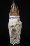 20210 - Top Huge Rooted 5.48 Inch Mosasaur (Prognathodon anceps) Tooth