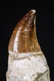 20213 - Top Huge Rooted 4.62 Inch Mosasaur (Prognathodon anceps) Tooth