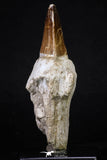 20213 - Top Huge Rooted 4.62 Inch Mosasaur (Prognathodon anceps) Tooth