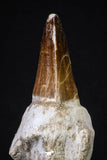 20213 - Top Huge Rooted 4.62 Inch Mosasaur (Prognathodon anceps) Tooth