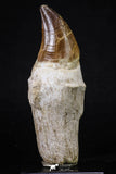 20213 - Top Huge Rooted 4.62 Inch Mosasaur (Prognathodon anceps) Tooth