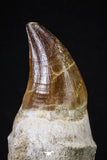 20213 - Top Huge Rooted 4.62 Inch Mosasaur (Prognathodon anceps) Tooth