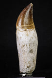 20214 - Top Huge Rooted 4.50 Inch Mosasaur (Prognathodon anceps) Tooth