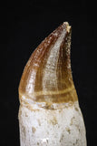 20214 - Top Huge Rooted 4.50 Inch Mosasaur (Prognathodon anceps) Tooth