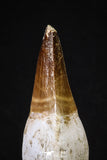 20214 - Top Huge Rooted 4.50 Inch Mosasaur (Prognathodon anceps) Tooth