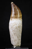 20214 - Top Huge Rooted 4.50 Inch Mosasaur (Prognathodon anceps) Tooth