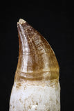 20214 - Top Huge Rooted 4.50 Inch Mosasaur (Prognathodon anceps) Tooth