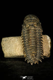 30200 - Gorgeous 3.02 Inch Crotalocephalina (Crotalocephalus) gibbus Lower Devonian Trilobite