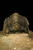 30200 - Gorgeous 3.02 Inch Crotalocephalina (Crotalocephalus) gibbus Lower Devonian Trilobite