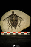 30204 - Top Rare 3.07 Inch Psychopyge Termierorum Middle Devonian Trilobite