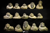 21254 - Great Collection of 15 Crotalocephalina (Crotalocephalus) gibbus Lower Devonian Trilobites