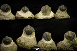 21254 - Great Collection of 15 Crotalocephalina (Crotalocephalus) gibbus Lower Devonian Trilobites