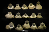 21254 - Great Collection of 15 Crotalocephalina (Crotalocephalus) gibbus Lower Devonian Trilobites