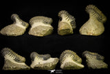 21254 - Great Collection of 15 Crotalocephalina (Crotalocephalus) gibbus Lower Devonian Trilobites