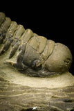 21254 - Great Collection of 15 Crotalocephalina (Crotalocephalus) gibbus Lower Devonian Trilobites