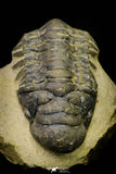 21254 - Great Collection of 15 Crotalocephalina (Crotalocephalus) gibbus Lower Devonian Trilobites