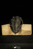 30211 - Finest Quality 2.72 Inch  Zlichovaspis rugosa Lower Devonian Trilobite