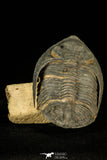 30212 - Finest Quality 3.48 Inch  Zlichovaspis rugosa Lower Devonian Trilobite