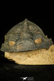 30212 - Finest Quality 3.48 Inch  Zlichovaspis rugosa Lower Devonian Trilobite