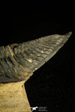 30212 - Finest Quality 3.48 Inch  Zlichovaspis rugosa Lower Devonian Trilobite