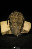 30213 - Finest Quality 2.52 Inch  Zlichovaspis rugosa Lower Devonian Trilobite