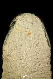30214 - Gorgeous 3.21 Inch Crotalocephalina (Crotalocephalus) gibbus Lower Devonian Trilobite