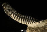 30214 - Gorgeous 3.21 Inch Crotalocephalina (Crotalocephalus) gibbus Lower Devonian Trilobite