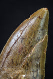 20259 - Great Serrated 2.44 Inch Carcharodontosaurus Dinosaur Tooth KemKem Beds