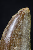 20260 - Nicely Serrated 2.41 Inch Carcharodontosaurus Dinosaur Tooth KemKem