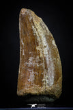 20260 - Nicely Serrated 2.41 Inch Carcharodontosaurus Dinosaur Tooth KemKem