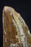 20260 - Nicely Serrated 2.41 Inch Carcharodontosaurus Dinosaur Tooth KemKem