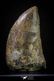 20263 - Nicely Serrated 1.83 Inch Carcharodontosaurus Dinosaur Tooth KemKem