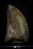 20263 - Nicely Serrated 1.83 Inch Carcharodontosaurus Dinosaur Tooth KemKem