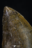 20263 - Nicely Serrated 1.83 Inch Carcharodontosaurus Dinosaur Tooth KemKem