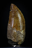 20264 - Great Serrated 2.04 Inch Carcharodontosaurus Dinosaur Tooth KemKem Beds