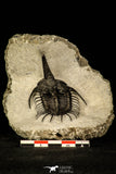 30221 - Top Rare 2.06 Inch Psychopyge Termierorum Middle Devonian Trilobite