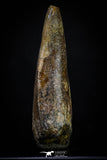 20266 - Restored 2.37 Inch Carcharodontosaurus Dinosaur Tooth KemKem Beds